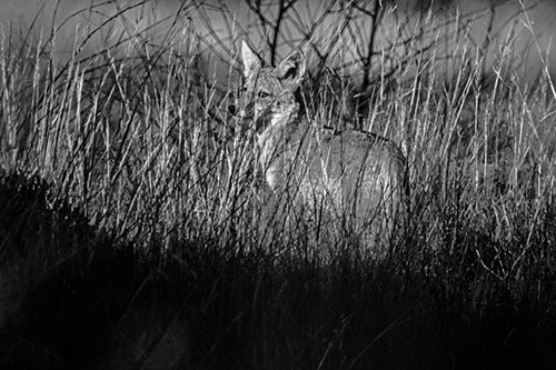 Gazing Coyote Watches Among Feather Reed Grass (Gray Photo)