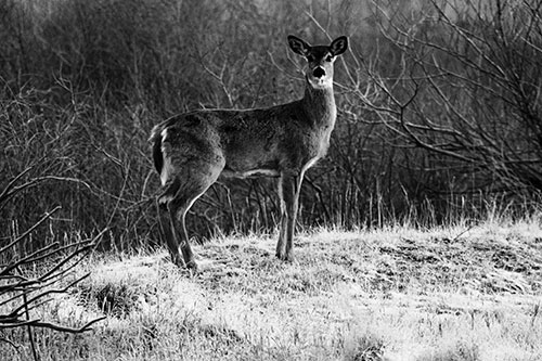 Gazing White Tailed Deer Standing Atop High Ground (Gray Photo)