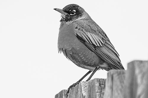 Glaring American Robin Standing Guard Atop Wooden Fence (Gray Photo)
