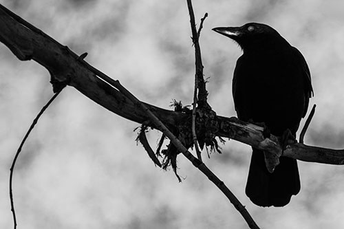 Glazed Eyed Crow Gazing Sideways Along Sloping Tree Branch (Gray Photo)