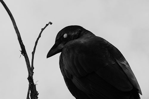 Glazed Eyed Crow Hunched Over Atop Tree Branch (Gray Photo)