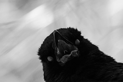 Glazed Eyed Tongue Screaming Crow (Gray Photo)
