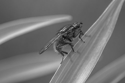 Golden Dung Fly Perched Along Sloping Fescue Grass Blade (Gray)