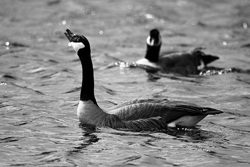 Goose Honking Loudly On Lake Water (Gray Photo)