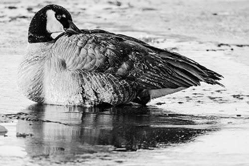 Goose Resting Atop Ice Frozen River (Gray Photo)