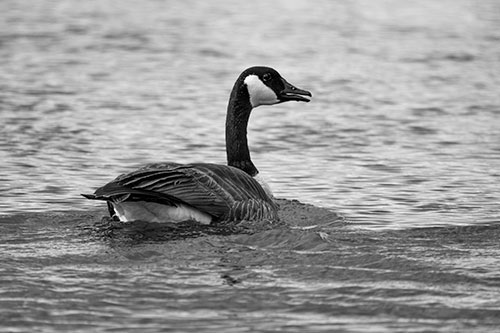 Goose Swimming Down River Water (Gray Photo)