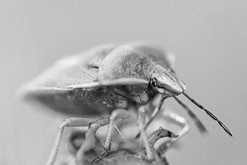 Gorse Shieldbug Standing Atop Gumplant (Gray)