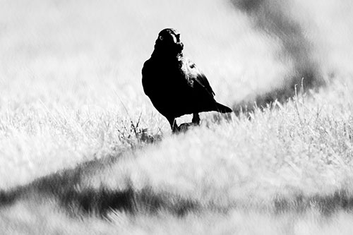 Grackle Bird Walking Down Shadow Line (Gray Photo)