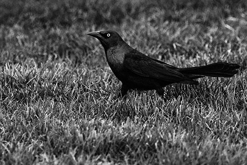 Grackle Walking Among Fresh Cut Grass (Gray)