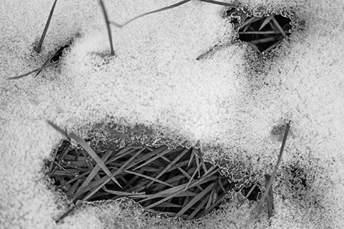 Grass Blade Face Pierces Through Melting Snow (Gray Photo)