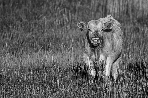 Grass Chewing Cow Spots Intruder (Gray Photo)