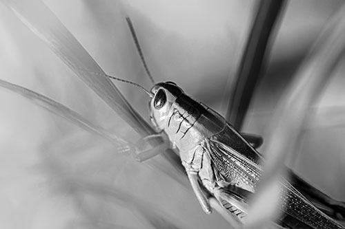 Grasshopper Clasps Ahold Multiple Grass Blades (Gray Photo)