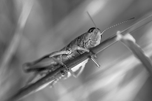 Grasshopper Cuddles Grass Blade Tightly (Gray Photo)