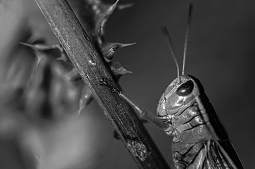 Grasshopper Hangs Onto Weed Stem (Gray Photo)