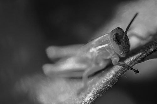 Grasshopper Laying Down Atop Leaf Petal (Gray Photo)