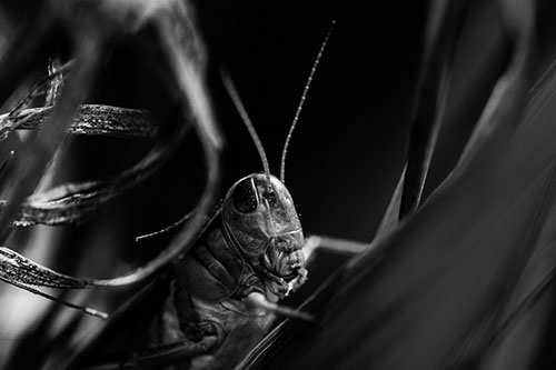 Grasshopper Perched Between Dead And Alive Grass (Gray)