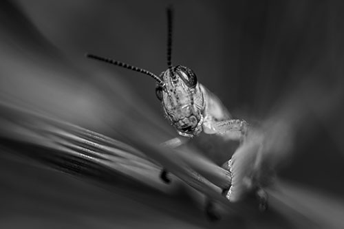 Grasshopper Rides Grass Blades Among Wind (Gray)