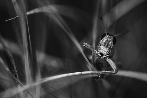 Grasshopper Smiling Among Intersecting Grass Blades (Gray)