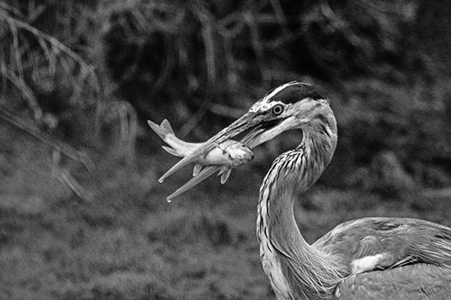 Great Blue Heron Clamps Trout Fish Between Beak (Gray)