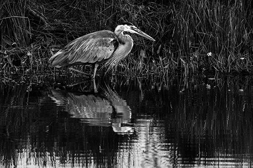 Great Blue Heron Searching Shoreline (Gray Photo)