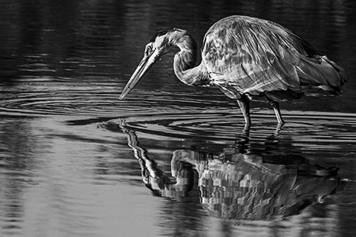 Great Blue Heron Snatches Pond Fish (Gray Photo)