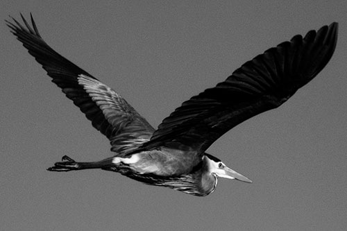 Great Blue Heron Soaring The Sky (Gray Photo)