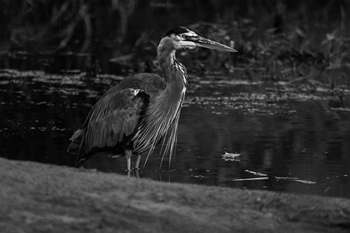 Great Blue Heron Standing Among Shallow Water (Gray Photo)