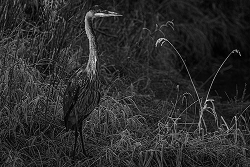 Great Blue Heron Standing Tall Among Feather Reed Grass (Gray Photo)