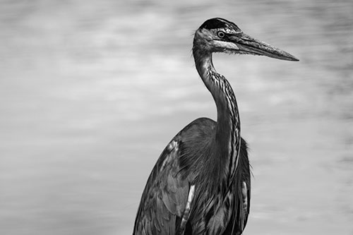 Great Blue Heron Standing Tall Among River Water (Gray Photo)