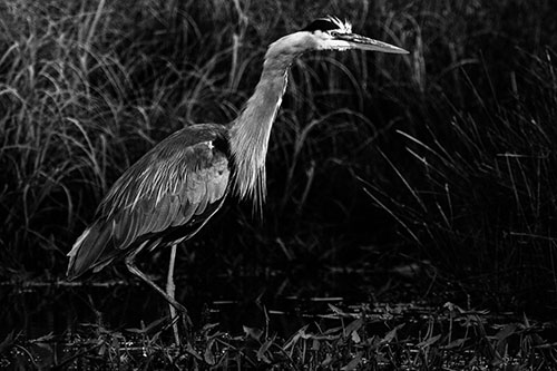 Great Blue Heron Wading Across River (Gray Photo)