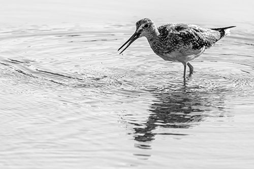 Greater Yellowlegs Fishing Among Shallow Water (Gray)
