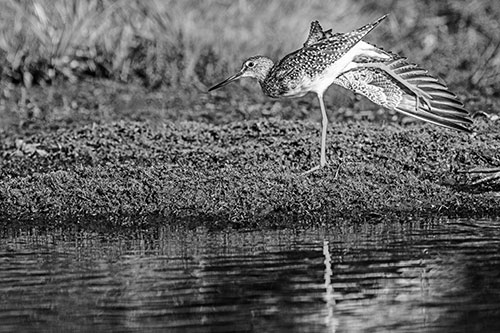 Greater Yellowlegs Stretching Along River Shore (Gray)