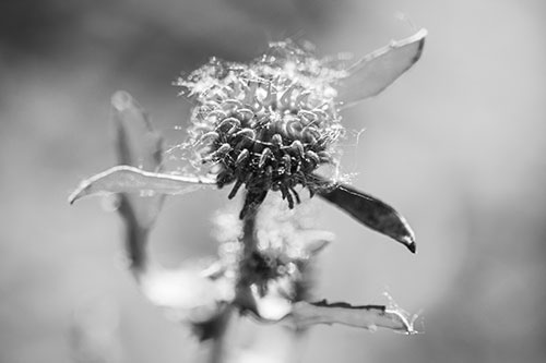 Hairy Gumplant Flower Embracing Sunshine (Gray Photo)