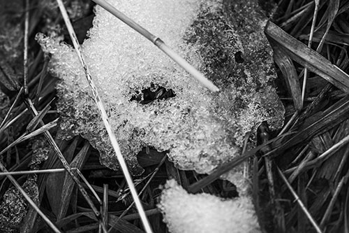 Half Melted Ice Face Smirking Among Reed Grass (Gray Photo)