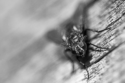 Happy Cluster Fly Enjoys Getting Suntan Among Cracked Wood (Gray)
