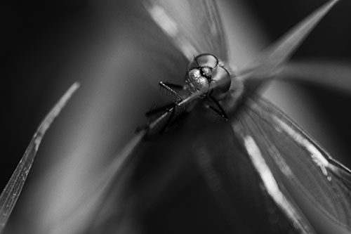 Happy Dragonfly Hugs Grass Blade Edge (Gray Photo)