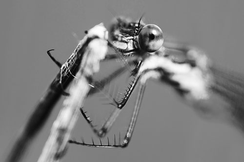 Happy Faced Dragonfly Clings Onto Broken Stick (Gray Photo)