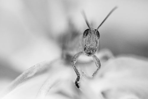 Happy Grasshopper Smiling Among Sneezeweed Leaves (Gray)