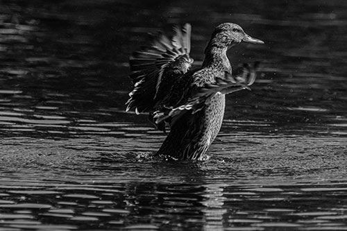 Happy Mallard Duck Flapping Wings Towards Sunshine (Gray)