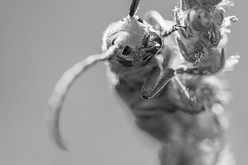 Happy Milkweed Beetle Climbing Fuzzy Plant (Gray)