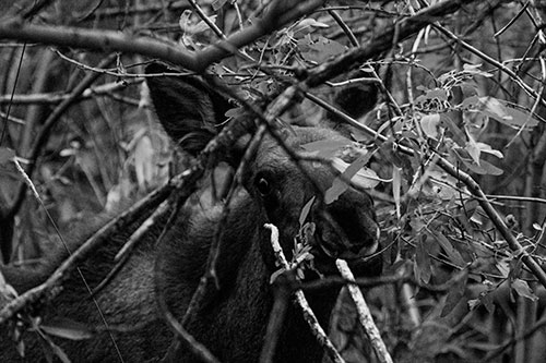 Happy Moose Smiling Behind Tree Branches (Gray Photo)