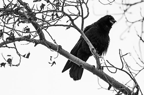 Happy Open Mouthed Crow Cawing (Gray Photo)