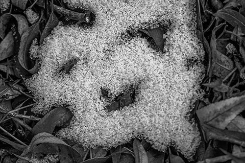 Happy Snow Face Among Dead Twisted Leaves (Gray Photo)