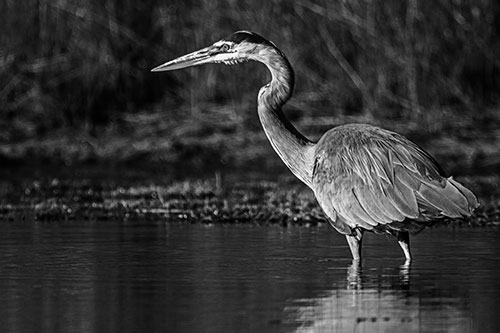 Head Tilting Great Blue Heron Hunting For Fish (Gray Photo)