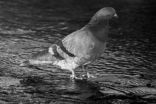 Head Tilting Pigeon Wading Atop River Water (Gray Photo)