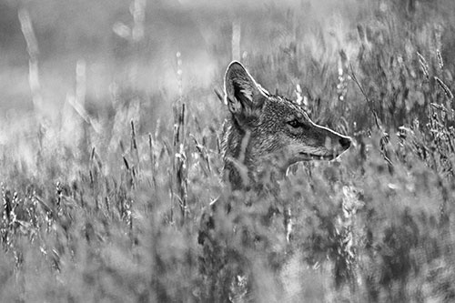 Hidden Coyote Watching Among Feather Reed Grass (Gray Photo)