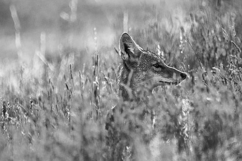 Hidden Coyote Watching Among Feather Reed Grass (Gray)