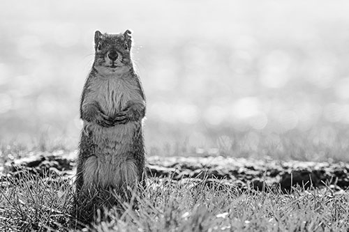 Hind Leg Squirrel Standing Among Grass (Gray Photo)