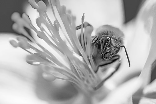 Honey Bee Crawling Among Columbine Flower (Gray)