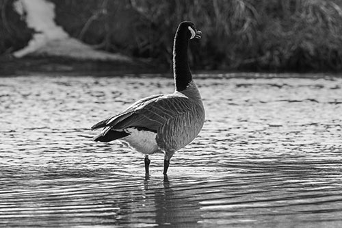Honking Canadian Goose Standing Among River Water (Gray Photo)
